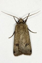Agrotis trux