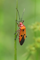 Dysdercus cingulatus