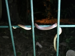 Atractus trilineatus