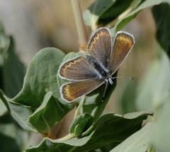 Plebejus