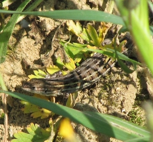 East Iberian Psammodromus, 34500 Béziers, France, photo 7 of 10