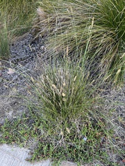 Carex tereticaulis