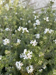 Westringia fruticosa