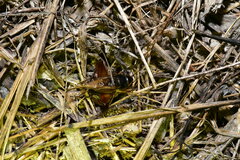 Gryllidae