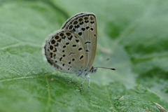 Pseudozizeeria maha