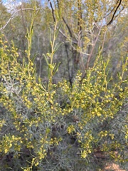 Acacia wilhelmiana