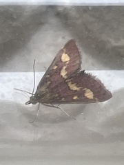 Pyrausta purpuralis