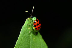 Diabrotica limitata