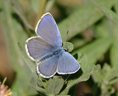 Plebejus
