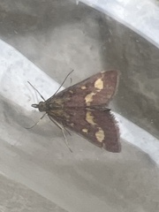 Pyrausta purpuralis