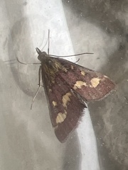 Pyrausta purpuralis