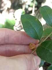 Cleistanthus cunninghamii