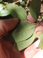 Cleistanthus cunninghamii