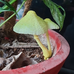 Leucocoprinus