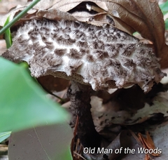 Strobilomyces strobilaceus