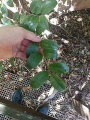 Cleistanthus cunninghamii