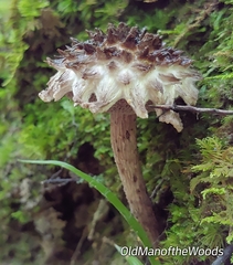 Strobilomyces strobilaceus
