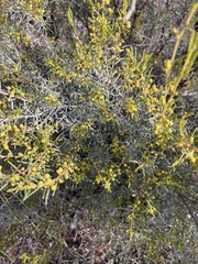 Acacia wilhelmiana