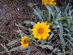 Gazania