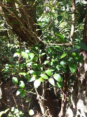 Cleistanthus cunninghamii