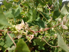 Persicaria perfoliata