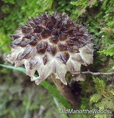 Strobilomyces strobilaceus