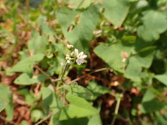 Persicaria perfoliata