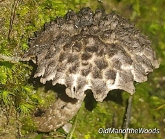 Strobilomyces strobilaceus
