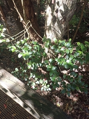 Cleistanthus cunninghamii