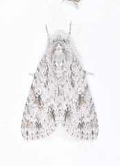 Acronicta gigasa