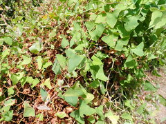 Persicaria perfoliata