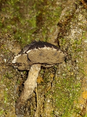 Strobilomyces strobilaceus