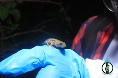 Agalychnis dacnicolor