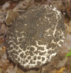 Strobilomyces strobilaceus