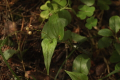 Maianthemum bifolium