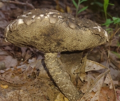 Strobilomyces strobilaceus