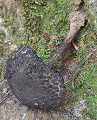 Strobilomyces strobilaceus