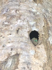 Phelsuma borbonica