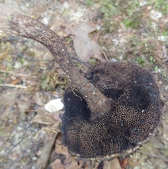 Strobilomyces strobilaceus