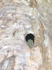 Phelsuma borbonica