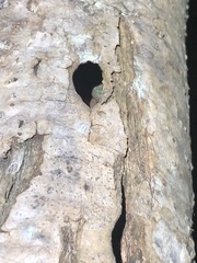 Phelsuma borbonica