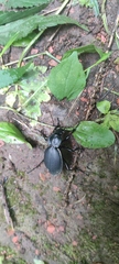 Carabus coriaceus