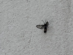 Psichotoe duvaucelii