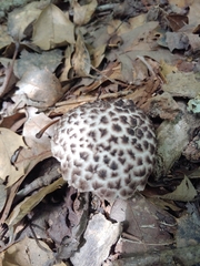 Strobilomyces strobilaceus