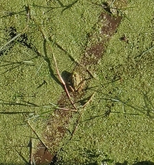 Pelophylax perezi