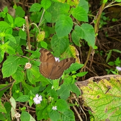 Junonia iphita