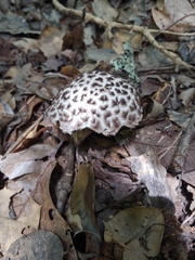 Strobilomyces strobilaceus