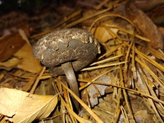 Strobilomyces strobilaceus