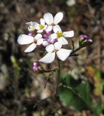Iberis
