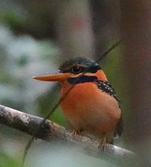 Actenoides concretus